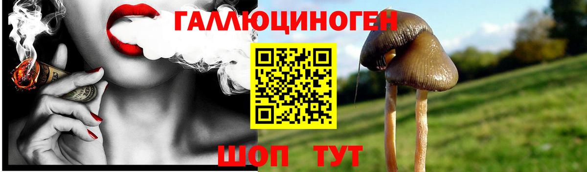 где найти   Псилоцибиновые грибы мицелий  Вход с VPN  Кемерово  Псилоцибиновые грибы GOLDEN TEACHER 